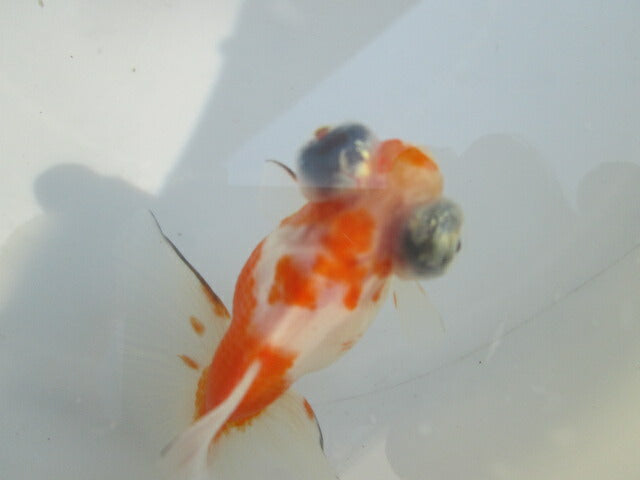 倉庫◆生体(1匹) 蝶尾 当歳魚 約7~8センチ(7) チョウビ/金魚/出目金/ちょうび/きんぎょ/国産金魚【金魚小屋-希-福岡】