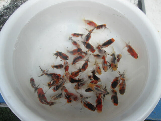 倉庫◆生体(1匹) 東錦 当歳魚 約5センチ アズマニシキ/金魚/あずまにしき/きんぎょ/国産金魚【金魚小屋-希-福岡】