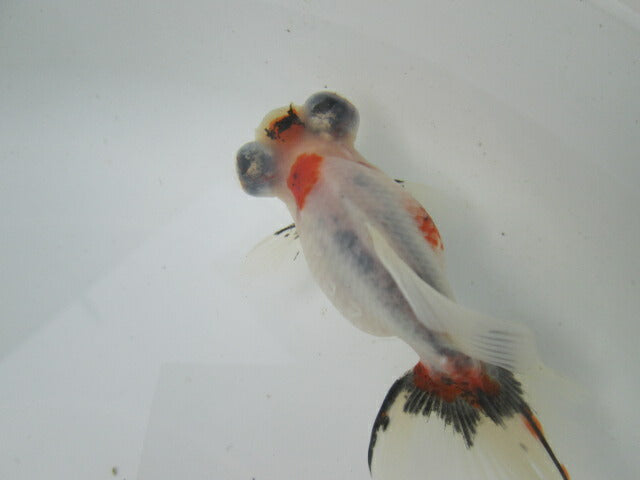 倉庫◆生体(1匹) 蝶尾 弐歳魚 約7~8センチ(11) チョウビ/金魚/出目金/ちょうび/きんぎょ/国産金魚【金魚小屋-希-福岡】