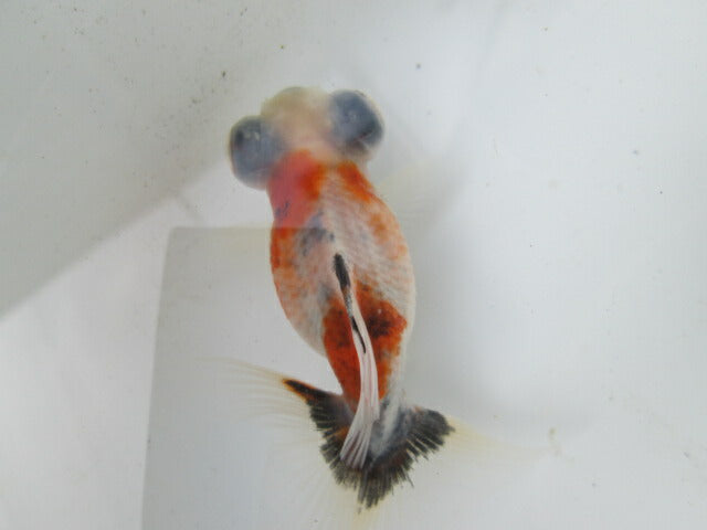 倉庫◆生体(1匹) 蝶尾 弐歳魚 約7~8センチ(12) チョウビ/金魚/出目金/ちょうび/きんぎょ/国産金魚【金魚小屋-希-福岡】