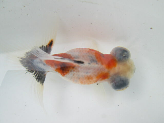 倉庫◆生体(1匹) 蝶尾 弐歳魚 約7~8センチ(12) チョウビ/金魚/出目金/ちょうび/きんぎょ/国産金魚【金魚小屋-希-福岡】