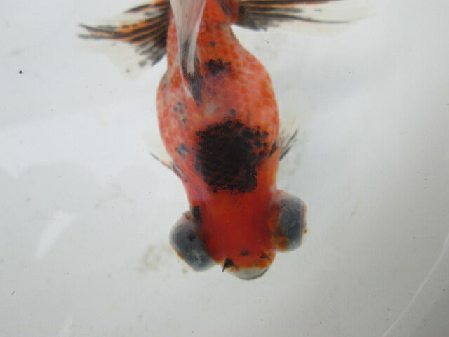 倉庫◆生体(1匹) 蝶尾 弐歳魚 約8~10センチ(13) チョウビ/金魚/出目金/ちょうび/きんぎょ/国産金魚【金魚小屋-希-福岡】