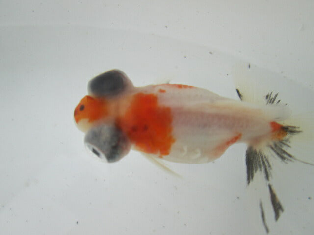 倉庫◆生体(1匹) 蝶尾 弐歳魚 約7~8センチ(14) チョウビ/金魚/出目金/ちょうび/きんぎょ/国産金魚【金魚小屋-希-福岡】