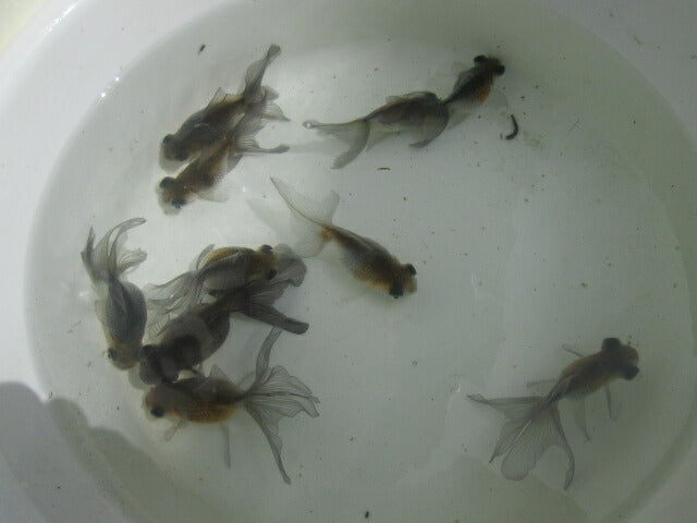 倉庫◆生体(1匹) 変わり竜 弐歳魚 約7~8センチ 穂竜/金魚/ほりゅう/きんぎょ/国産金魚【金魚小屋-希-福岡】