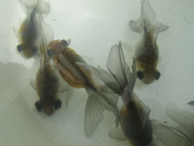 倉庫◆生体(1匹) 変わり竜 弐歳魚 約7~8センチ 穂竜/金魚/ほりゅう/きんぎょ/国産金魚【金魚小屋-希-福岡】