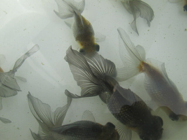 倉庫◆生体(1匹) 変わり竜 弐歳魚 約7~8センチ 穂竜/金魚/ほりゅう/きんぎょ/国産金魚【金魚小屋-希-福岡】