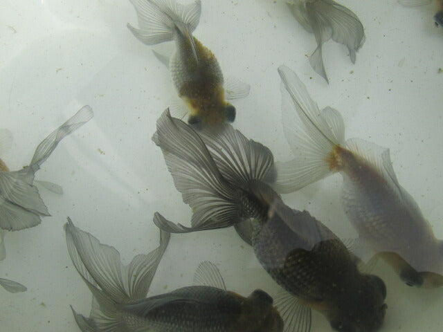 倉庫◆生体(1匹) 変わり竜 弐歳魚 約7~8センチ 穂竜/金魚/ほりゅう/きんぎょ/国産金魚【金魚小屋-希-福岡】