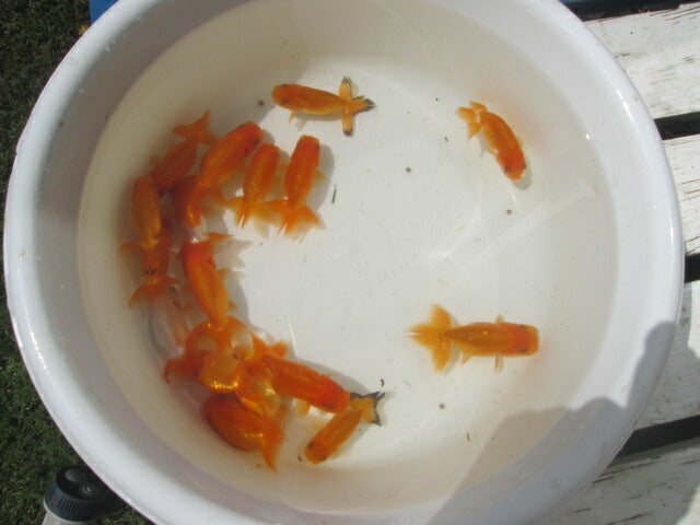倉庫◆生体 らんちゅう 明弐歳魚 約7〜8センチ (1匹)ランチュウ/金魚/らんちう/きんぎょ/国産金魚【金魚小屋-希-福岡】