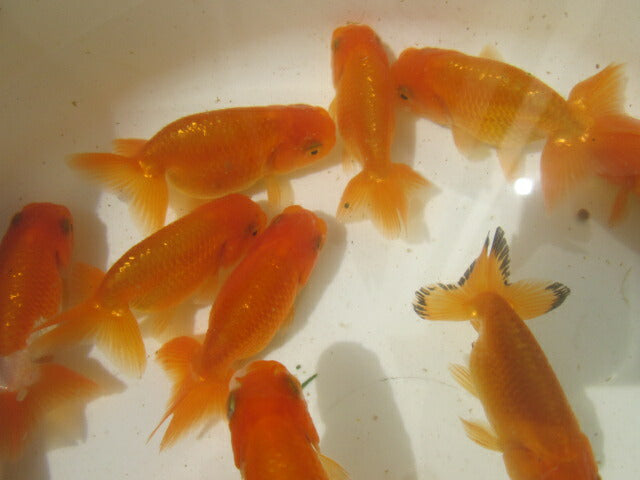 倉庫◆生体 らんちゅう 明弐歳魚 約7〜8センチ (1匹)ランチュウ/金魚/らんちう/きんぎょ/国産金魚【金魚小屋-希-福岡】