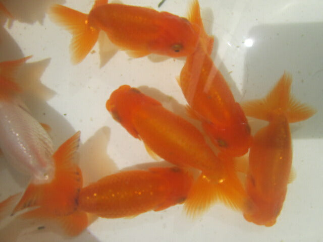 倉庫◆生体 らんちゅう 明弐歳魚 約7〜8センチ (1匹)ランチュウ/金魚/らんちう/きんぎょ/国産金魚【金魚小屋-希-福岡】