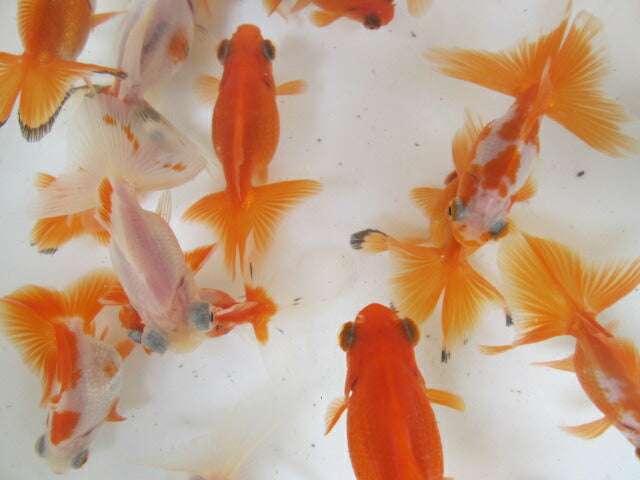 倉庫◆生体(1匹) 蝶尾 弐歳魚 約5~7センチ チョウビ/金魚/出目金/ちょうび/きんぎょ/国産金魚【金魚小屋-希-福岡】