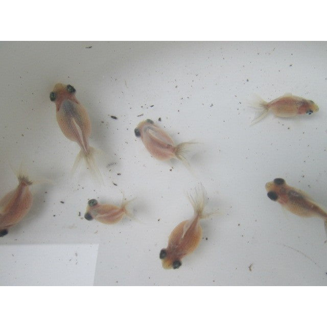 倉庫◆生体 変わり竜 当歳魚 約3~4センチ(1匹) 穂竜/金魚/ほりゅう/きんぎょ/国産金魚【金魚小屋-希-福岡】