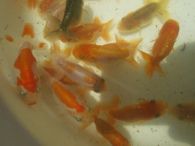 倉庫◆生体 らんちゅう 当歳魚 約5センチ (1匹)ランチュウ/金魚/らんちう/きんぎょ/国産金魚【金魚小屋-希-福岡】