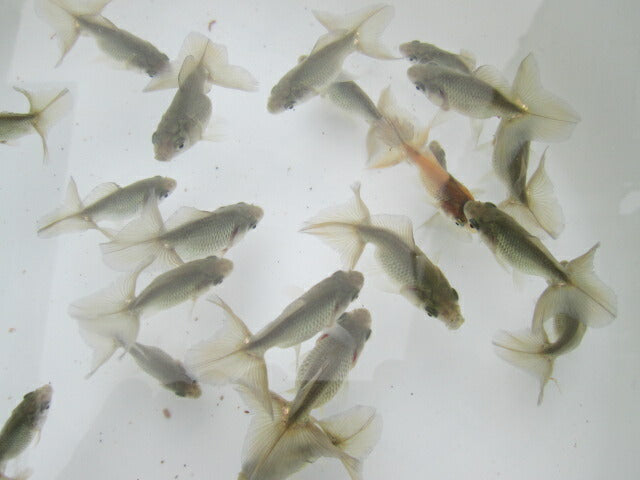 倉庫◆生体 土佐錦 当歳魚 約4〜6センチ(1匹) トサキン/金魚/土佐/きんぎょ/国産金魚【金魚小屋-希-福岡】