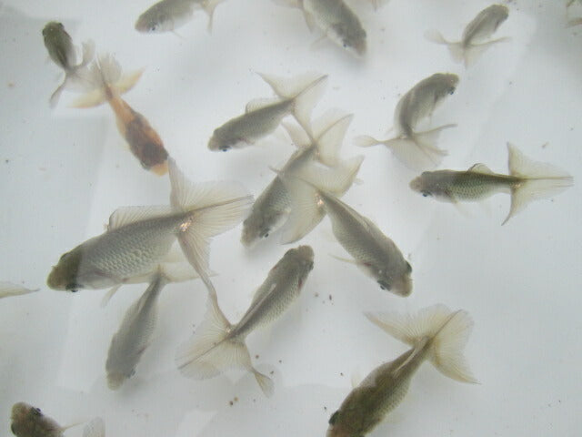 倉庫◆生体 土佐錦 当歳魚 約4〜6センチ(1匹) トサキン/金魚/土佐/きんぎょ/国産金魚【金魚小屋-希-福岡】