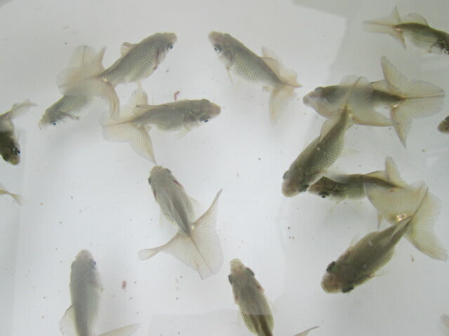 倉庫◆生体 土佐錦 当歳魚 約4〜6センチ(1匹) トサキン/金魚/土佐/きんぎょ/国産金魚【金魚小屋-希-福岡】