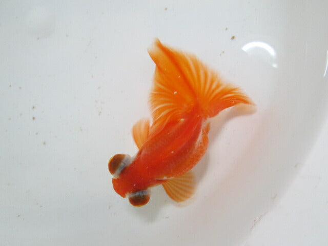 倉庫◆生体(1匹) 蝶尾 三歳魚 約9センチ チョウビ/金魚/出目金/ちょうび/きんぎょ/国産金魚【金魚小屋-希-福岡】