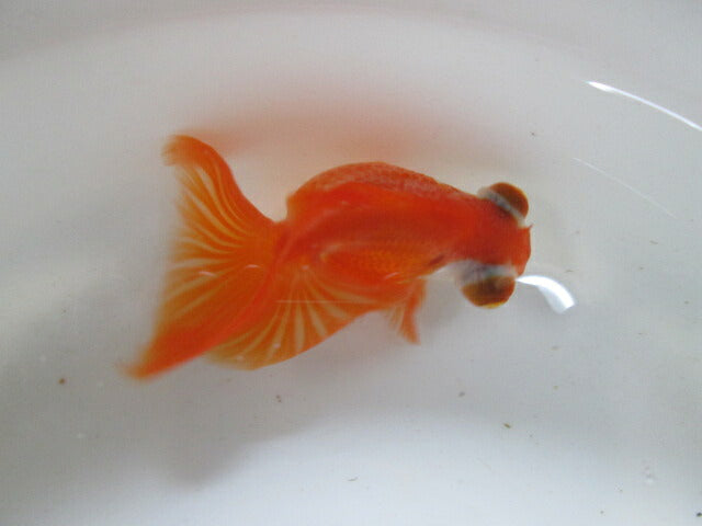 倉庫◆生体(1匹) 蝶尾 三歳魚 約9センチ チョウビ/金魚/出目金/ちょうび/きんぎょ/国産金魚【金魚小屋-希-福岡】