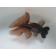 ◆完売◆生体(1匹) 黒蝶尾 三歳魚 約12センチ チョウビ/金魚/出目金/ちょうび/きんぎょ/国産金魚【金魚小屋-希-福岡】