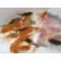 ◆完売◆生体 バルーンオランダ 当歳魚 約5~6センチ (1匹)オランダ/金魚/獅子頭/きんぎょ/国産金魚(金魚小屋-希-福岡)