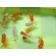 ◆完売◆生体 らんちゅう(素赤・更紗・白) 弐歳魚 約4~5センチ(1匹) ランチュウ/金魚/らんちう/きんぎょ/国産金魚(金魚小屋-希-福岡)