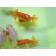 ◆完売◆生体 らんちゅう(素赤・更紗・白) 弐歳魚 約4~5センチ(1匹) ランチュウ/金魚/らんちう/きんぎょ/国産金魚(金魚小屋-希-福岡)