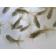 ◆完売◆生体 東錦(鈴木系) 当歳魚 約4~6センチ (1匹)金魚/琉金/きんぎょ/国産金魚【金魚小屋-希-福岡】