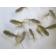 ◆完売◆生体 東錦(鈴木系) 当歳魚 約4~6センチ (1匹)金魚/琉金/きんぎょ/国産金魚【金魚小屋-希-福岡】