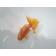 ◆完売◆生体 土佐錦(1) 明け二歳魚 約8センチ (1匹)土佐金/金魚/琉金/きんぎょ/国産金魚【金魚小屋-希-福岡】