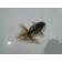 ◆完売◆生体 土佐錦(4) 明け二歳魚 約8センチ (1匹)土佐金/金魚/琉金/きんぎょ/国産金魚【金魚小屋-希-福岡】