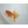 ◆完売◆生体 土佐錦(6) 明け二歳魚 約6センチ (1匹)土佐金/金魚/琉金/きんぎょ/国産金魚【金魚小屋-希-福岡】