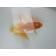 ◆完売◆生体 土佐錦(6) 明け二歳魚 約6センチ (1匹)土佐金/金魚/琉金/きんぎょ/国産金魚【金魚小屋-希-福岡】