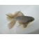 ◆完売◆生体 土佐錦(7) 明け二歳魚 約8センチ (1匹)土佐金/金魚/琉金/きんぎょ/国産金魚【金魚小屋-希-福岡】