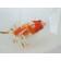 ◆完売◆生体 土佐錦(5) 三歳魚 約12センチ (1匹)土佐金/金魚/琉金/きんぎょ/国産金魚【金魚小屋-希-福岡】