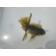 ◆完売◆生体 土佐錦(9) 二歳魚 約8~9センチ (1匹)土佐金/金魚/琉金/きんぎょ/国産金魚【金魚小屋-希-福岡】