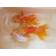 ◆完売◆生体 オランダ獅子頭 明弐歳 約4~6センチ(3匹セット) シシガシラ/金魚/おらんだししがしら/きんぎょ/国産金魚(金魚小屋-希-福岡)