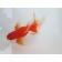 ◆完売◆生体(1匹) 琉金ロングテール 参歳魚 約13センチ リュウキン/金魚/りゅうきん/尾長/赤目/きんぎょ/国産金魚(金魚小屋-希-福岡)