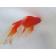 ◆完売◆生体(1匹) 琉金ロングテール 参歳魚 約13センチ リュウキン/金魚/りゅうきん/尾長/赤目/きんぎょ/国産金魚(金魚小屋-希-福岡)