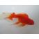◆完売◆生体(1匹) 琉金ロングテール 参歳魚 約13センチ リュウキン/金魚/りゅうきん/尾長/赤目/きんぎょ/国産金魚(金魚小屋-希-福岡)