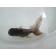 ◆完売◆生体(1匹) ブラックドラゴン 弐歳魚 約11センチ 黒龍/金魚/東錦/こくりゅう/きんぎょ/国産金魚(金魚小屋-希-福岡)