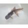 ◆完売◆生体(1匹) ブラックドラゴン 弐歳魚 約11センチ 黒龍/金魚/東錦/こくりゅう/きんぎょ/国産金魚(金魚小屋-希-福岡)