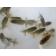 ◆完売◆生体 らんちゅう 当歳魚 約5センチ (1匹)ランチュウ/金魚/らんちう/きんぎょ/国産金魚(金魚小屋-希-福岡)
