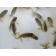 ◆完売◆生体 らんちゅう 当歳魚 約5センチ (1匹)ランチュウ/金魚/らんちう/きんぎょ/国産金魚(金魚小屋-希-福岡)