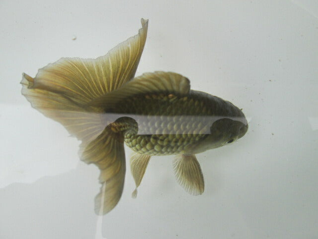 goldfish