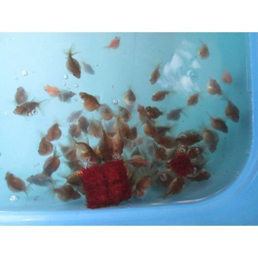 goldfish-03