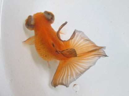 倉庫◆生体（1匹）  蝶尾 三歳魚  約11センチ　 チョウビ/金魚/出目金/ちょうび/きんぎょ/国産金魚【金魚小屋-希-福岡】