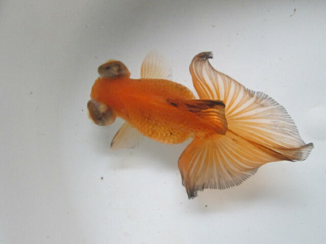 倉庫◆生体（1匹）  蝶尾 三歳魚  約11センチ　 チョウビ/金魚/出目金/ちょうび/きんぎょ/国産金魚【金魚小屋-希-福岡】