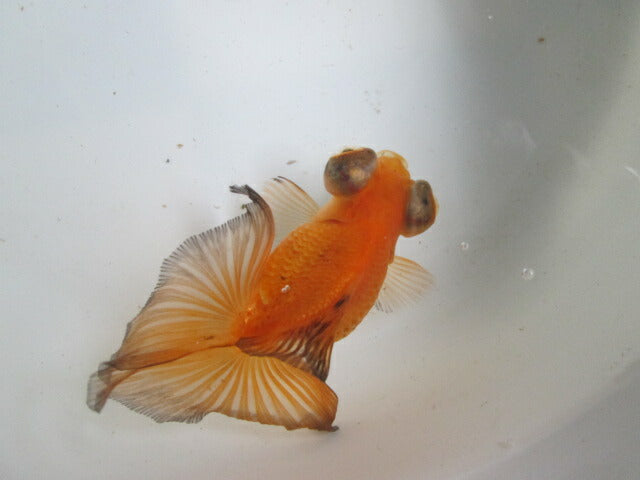 倉庫◆生体（1匹）  蝶尾 三歳魚  約11センチ　 チョウビ/金魚/出目金/ちょうび/きんぎょ/国産金魚【金魚小屋-希-福岡】