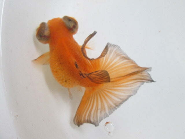 倉庫◆生体（1匹）  蝶尾 三歳魚  約11センチ　 チョウビ/金魚/出目金/ちょうび/きんぎょ/国産金魚【金魚小屋-希-福岡】