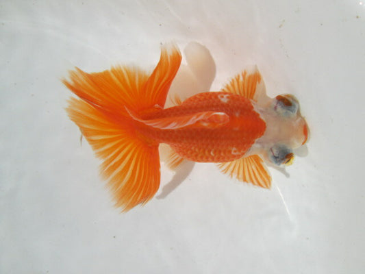 倉庫◆生体（1匹）  蝶尾 三歳魚  約10センチ　 チョウビ/金魚/出目金/ちょうび/きんぎょ/国産金魚【金魚小屋-希-福岡】